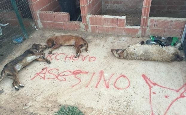 Matan en Valderas a los perros del último lanceador del Toro de la Vega |  