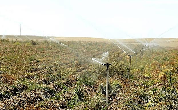 Riego de una plantación.