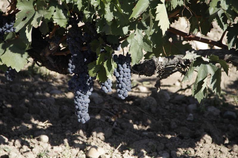 Fotos: El general Manuel Gorjón, embajador de los vinos de Dehesa de los Canónigos