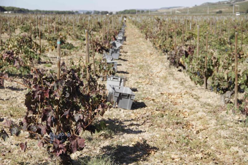 Fotos: El general Manuel Gorjón, embajador de los vinos de Dehesa de los Canónigos