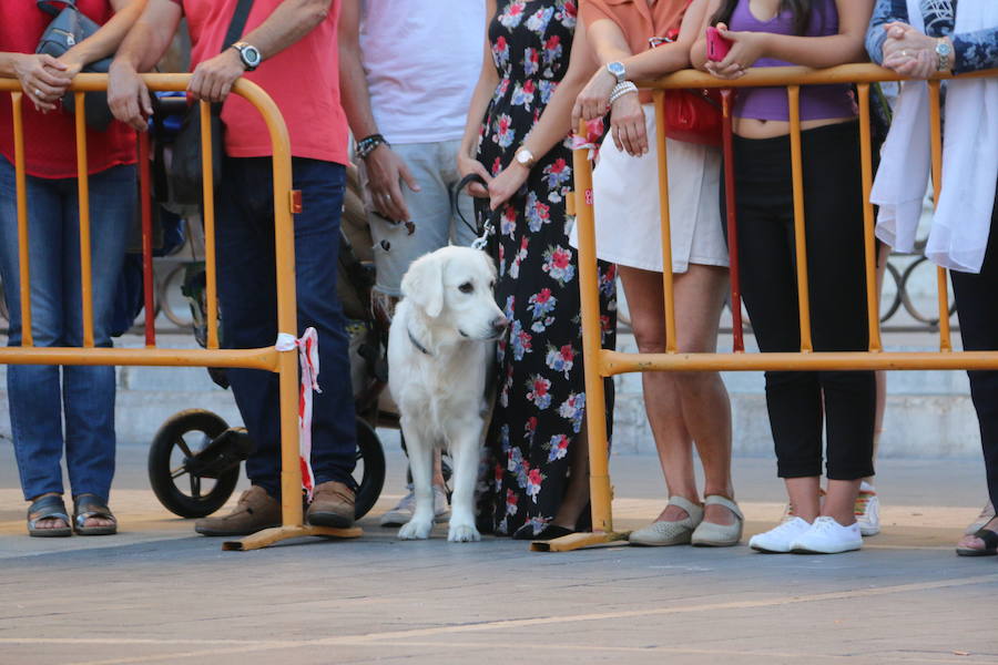 Exhibición canina a los pies de la Catedral