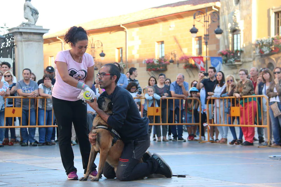 Exhibición canina a los pies de la Catedral