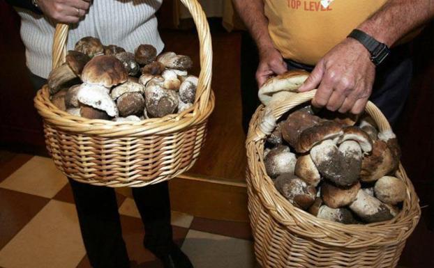 Cestas de setas recolectadas la pasada campaña en montes segovianos.