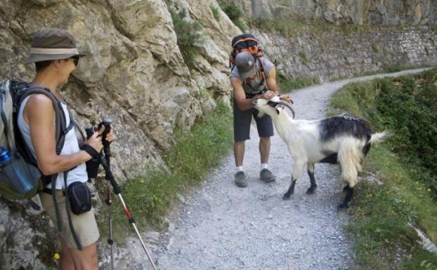 Unos turistas con una cabra en la Ruta del Cares.