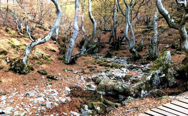 Imagen del bosque en pleno mes de Otoño.