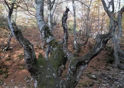 Imagen secundaria 1 - Leyendas, cuentos y naturaleza en El Faedo