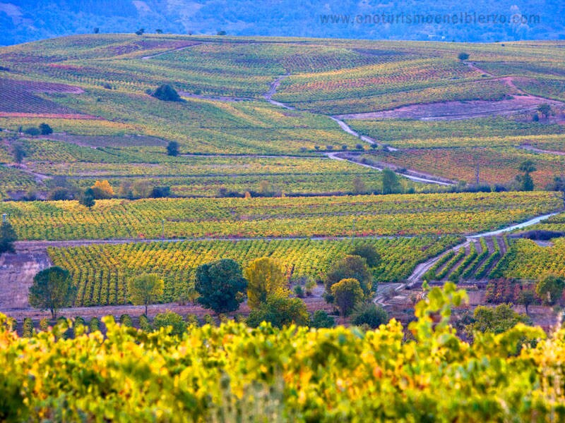 Enoturismo en El Bierzo