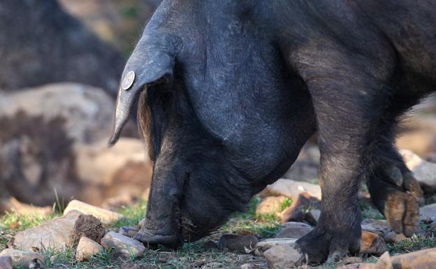 Cerdo ibérico en una granja de La Alberca, Salamanca.