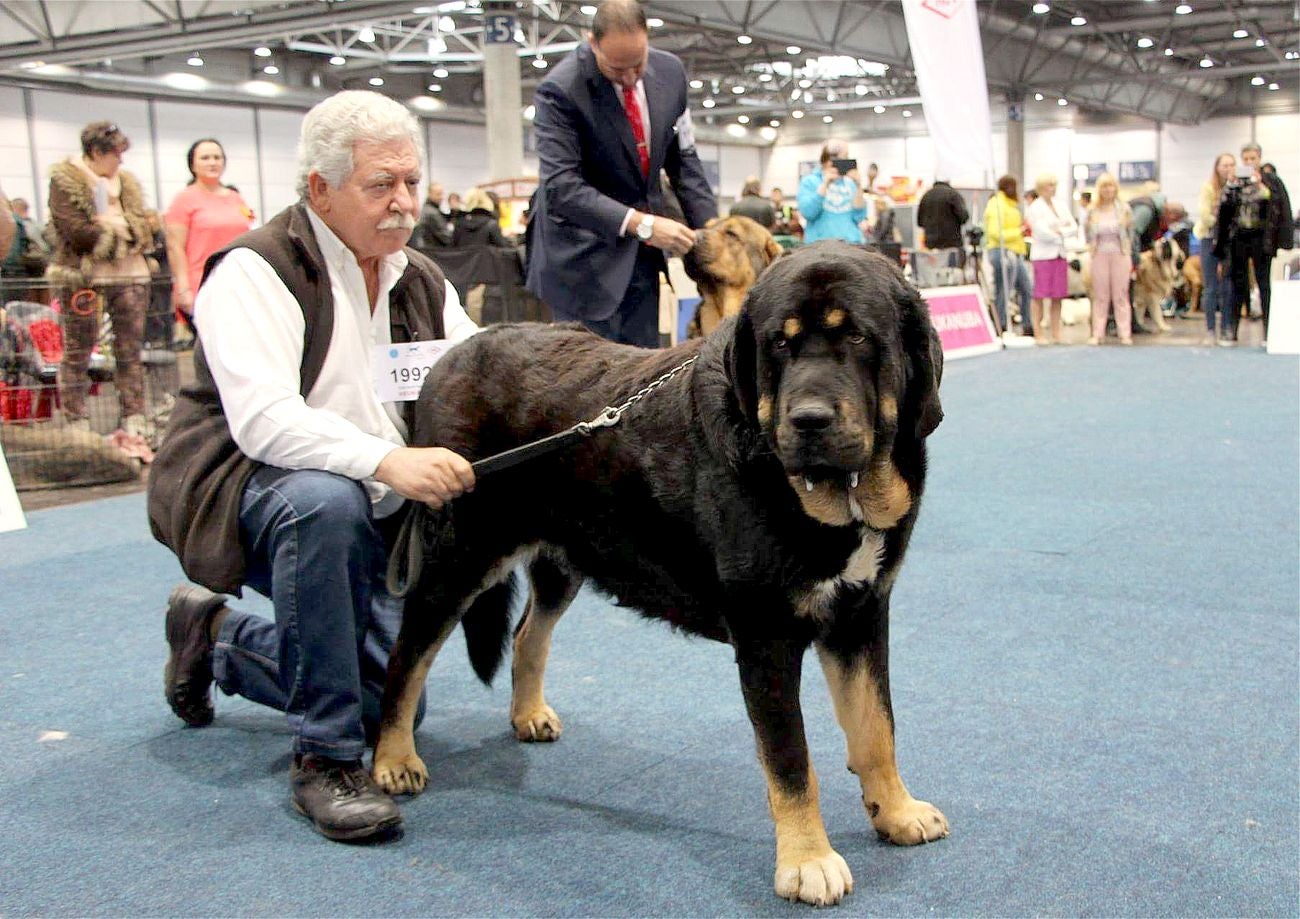 Dos mastinas leonesas de Veguellina de Órbigo conquistan el Campeonato Canino Mundial 2017 (World Dog Show 2017) en la localidad alemana de Leipzig