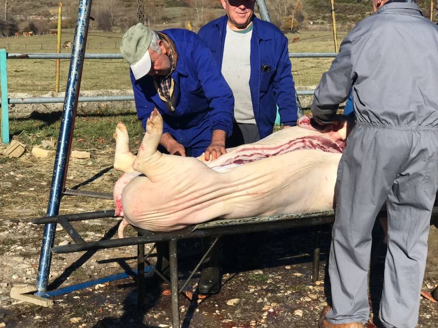 Tradicional matanza del cerdo