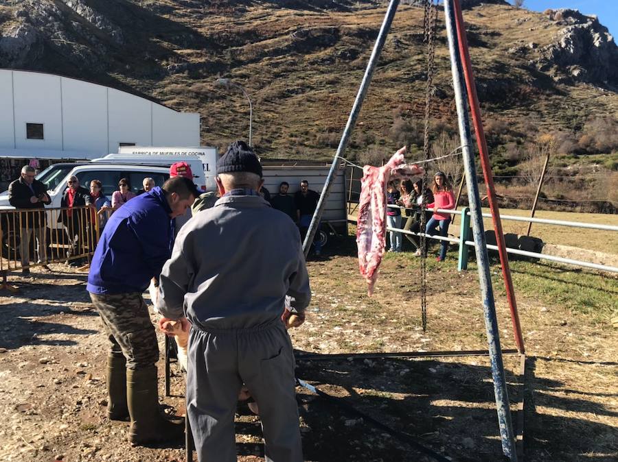 Tradicional matanza del cerdo