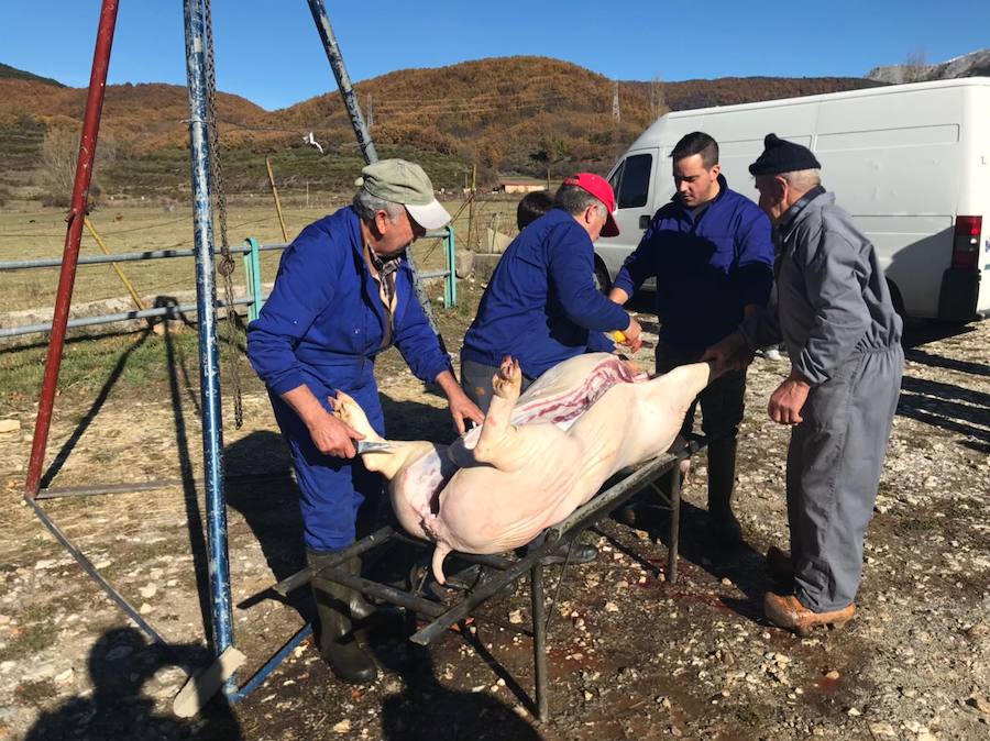 Tradicional matanza del cerdo