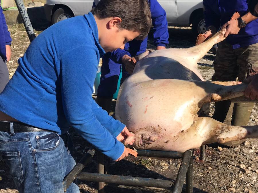 Tradicional matanza del cerdo