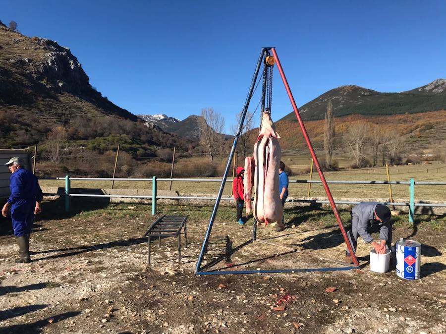 Tradicional matanza del cerdo