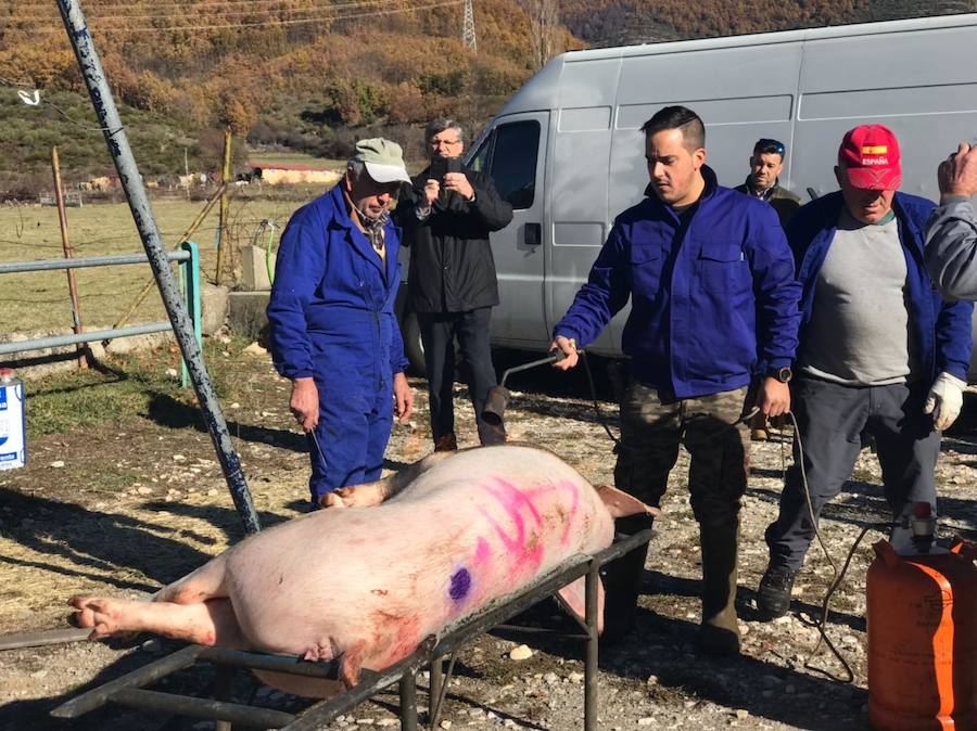 Tradicional matanza del cerdo