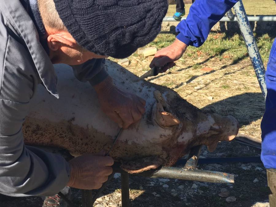 Tradicional matanza del cerdo