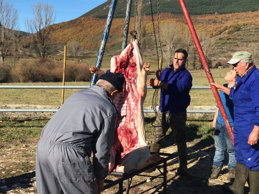 Tradicional matanza del cerdo