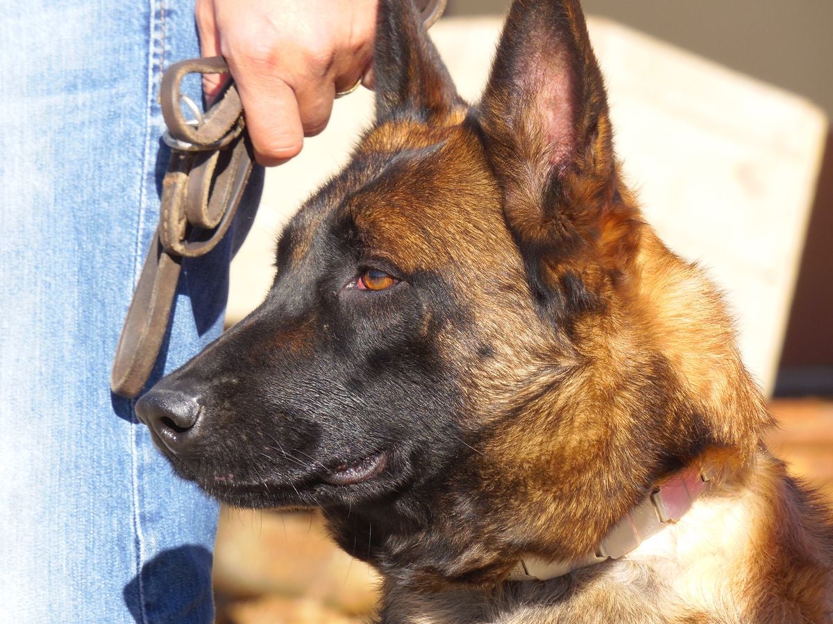Educando desde el cariño, en Spanish Dog