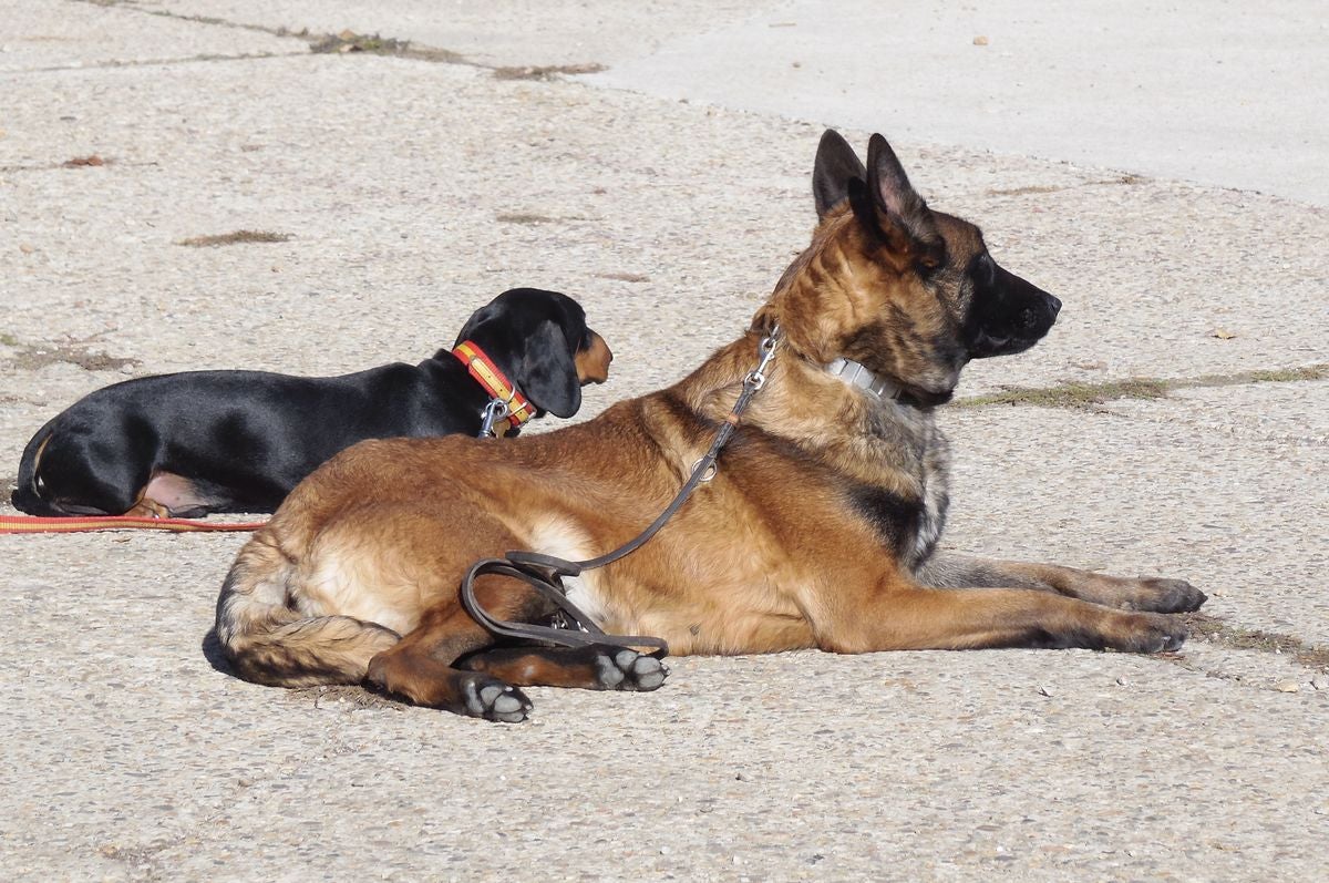 Educando desde el cariño, en Spanish Dog