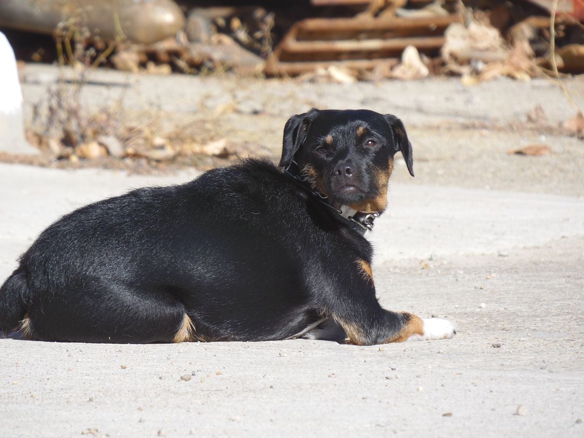 Educando desde el cariño, en Spanish Dog