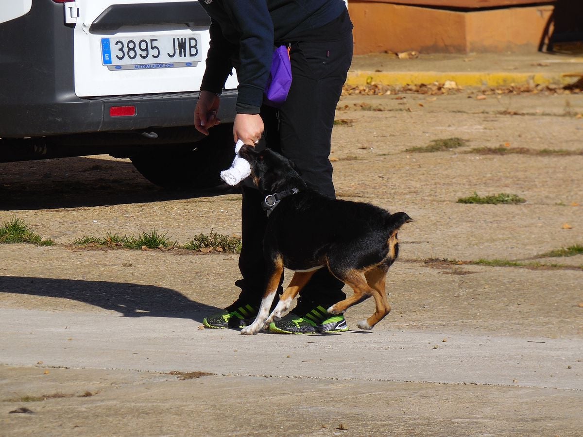 Educando desde el cariño, en Spanish Dog