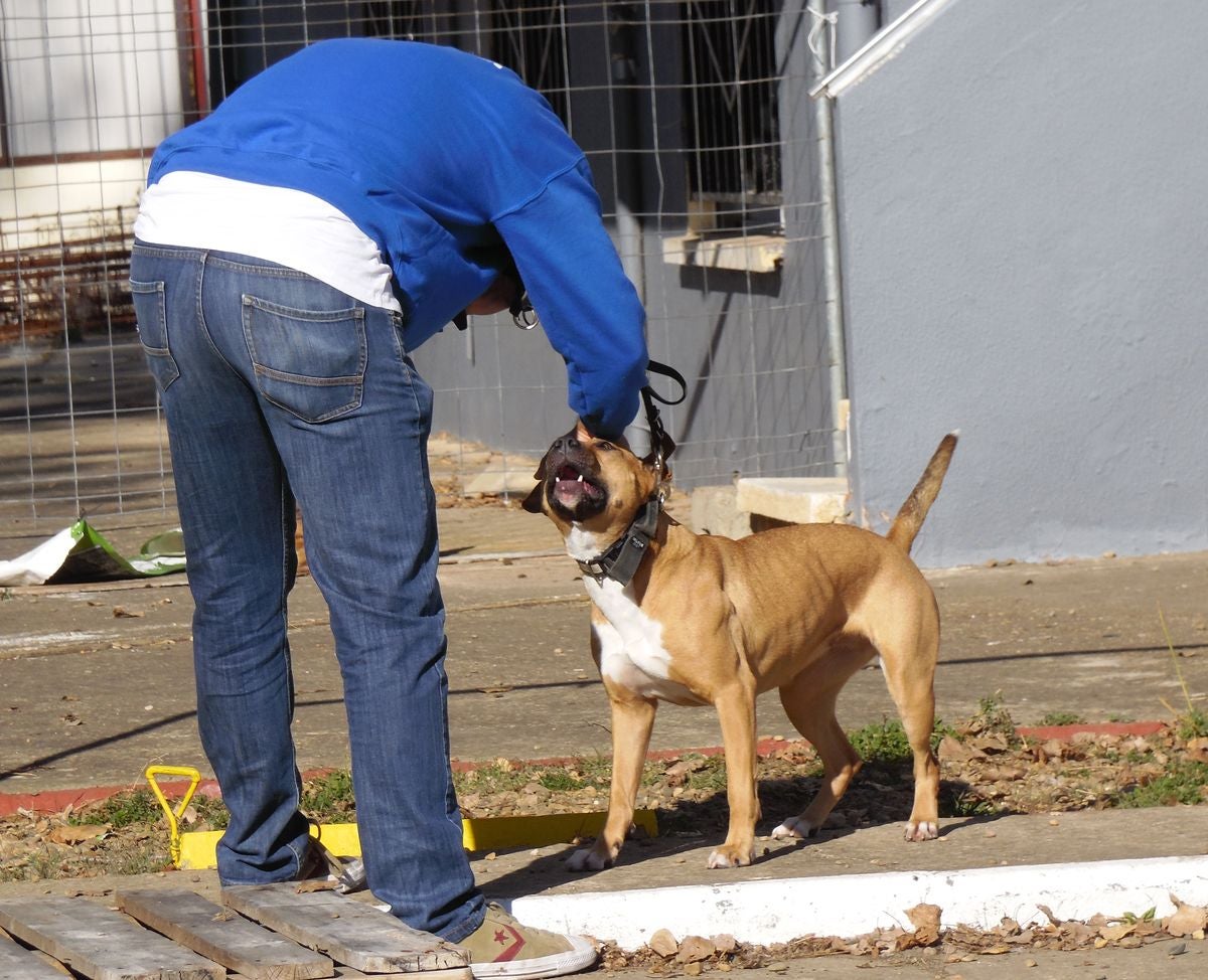 Educando desde el cariño, en Spanish Dog