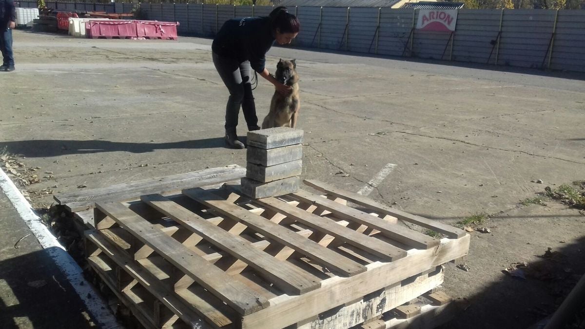 Educando desde el cariño, en Spanish Dog