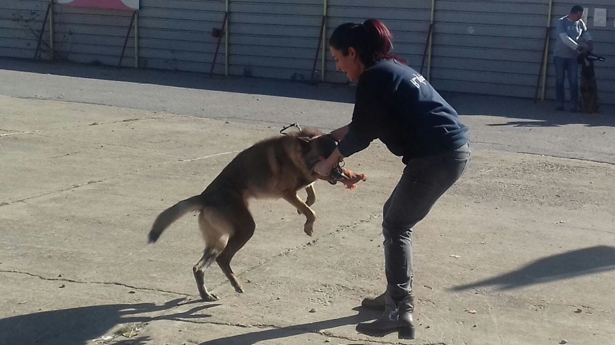 Educando desde el cariño, en Spanish Dog