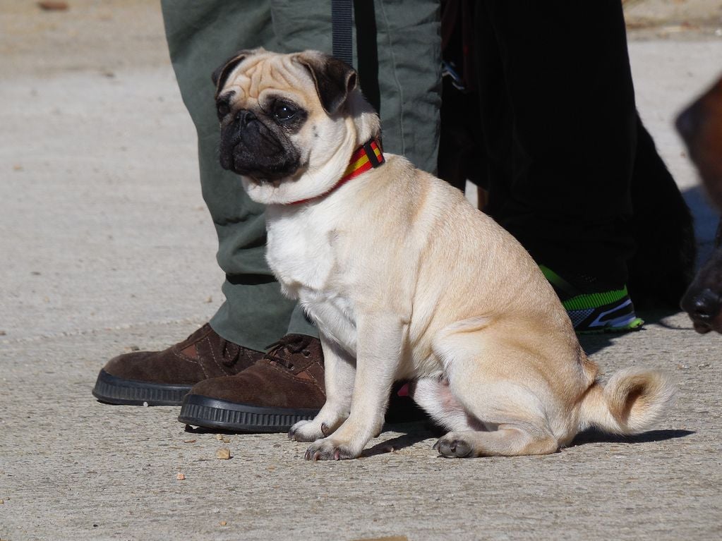 Educando desde el cariño, en Spanish Dog
