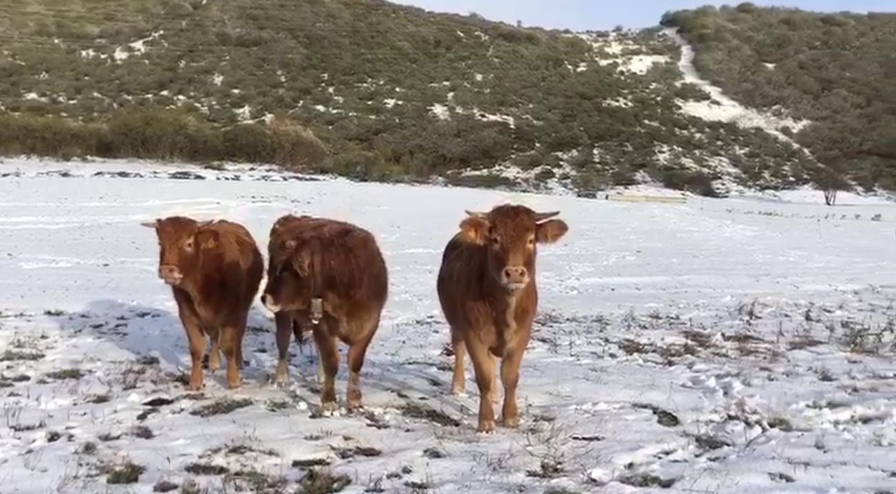 La provincia entra en alerta naranja por nevadas en las próximas 48 horas | La cota de nieve desciende hasta los 700 metros | La zona norte será la más afectada por la adversa climatología