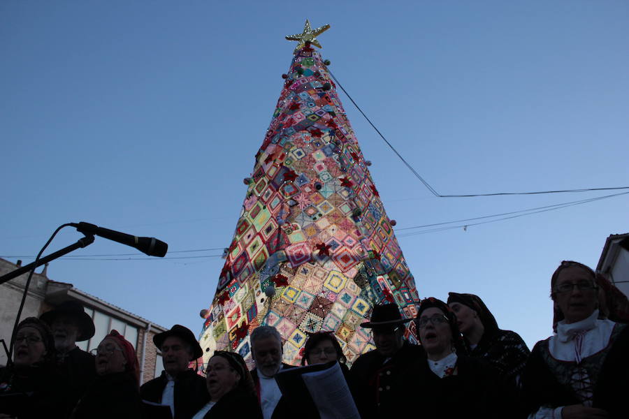 Un árbol de récord en Villoria de Órbigo