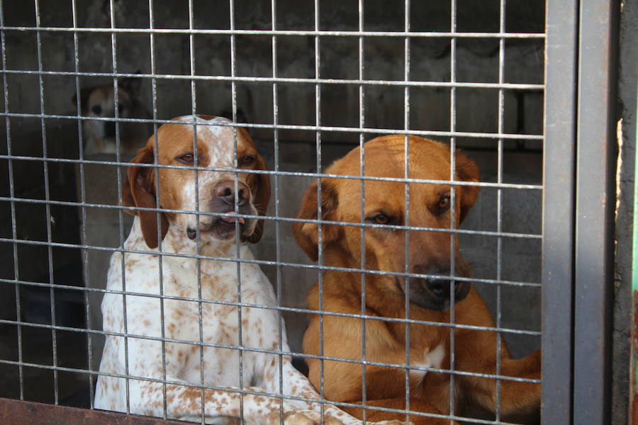 Mejoras en la Protectora de Animales