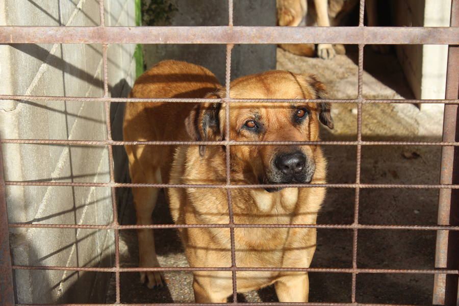 Mejoras en la Protectora de Animales