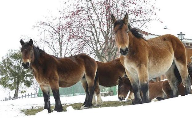 Un grupo de caballos, durante el último temporal de nieve.
