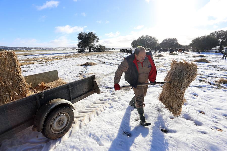 Decenas de ganaderos de extensivo de Castilla y León se afanan en llegar a sus animales para facilitar alimento después de que el temporal anegara los accesos