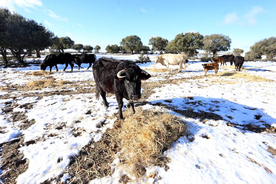 Decenas de ganaderos de extensivo de Castilla y León se afanan en llegar a sus animales para facilitar alimento después de que el temporal anegara los accesos
