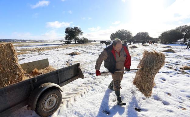 El ganadero de vacuno de carne extensivo, Ovidio García, alimenta al ganado ante las dificultades provocadas por las últimas nevadas