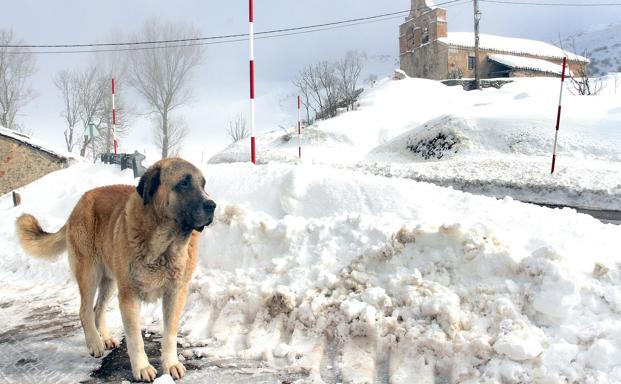 Imagen de un perro recorriendo una zona nevada.
