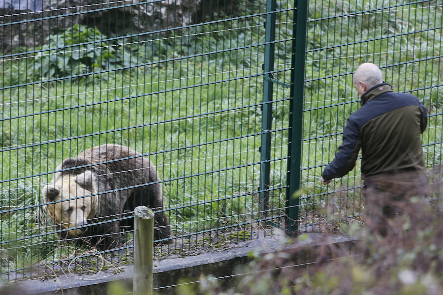 La soledad de la osa &#039;Paca&#039; tras la muerte de &#039;Tola&#039;