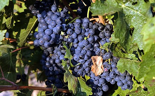 Carlos Moro presenta en Madrid Fusión su primer vino de la DO Ribeiro, Finca San Cibrao