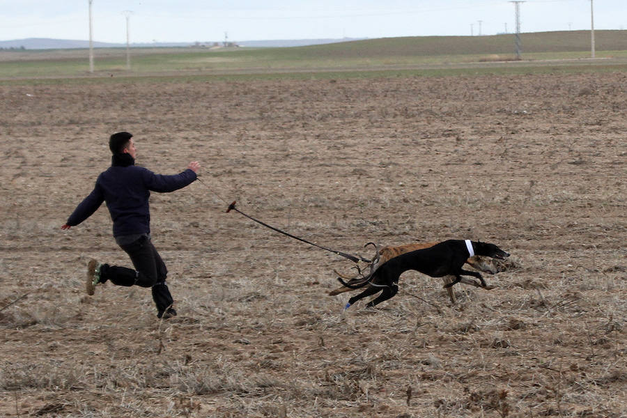 Tarrita de Tarrito y Malú de Villadiezma pasan a las semifinales del Campeonato de España de Galgos