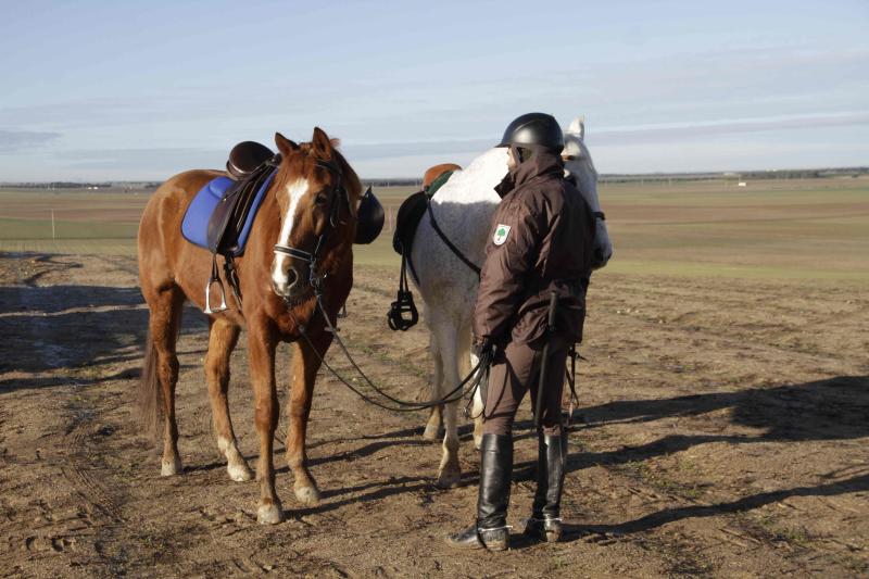 Ambiente en la carrera de galgos de este sábado en Madrigal de las Altas Torres, durante los cuartos de final del Campeonato Nacional