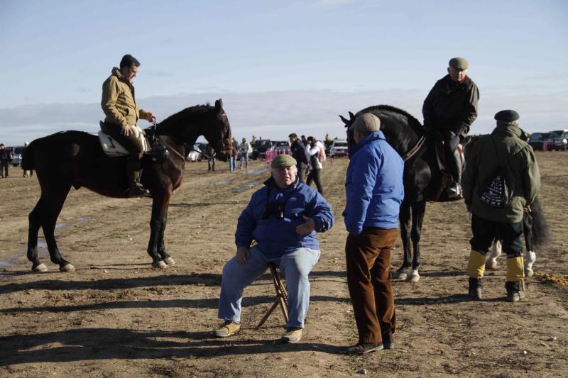 Ambiente en la carrera de galgos de este sábado en Madrigal de las Altas Torres, durante los cuartos de final del Campeonato Nacional