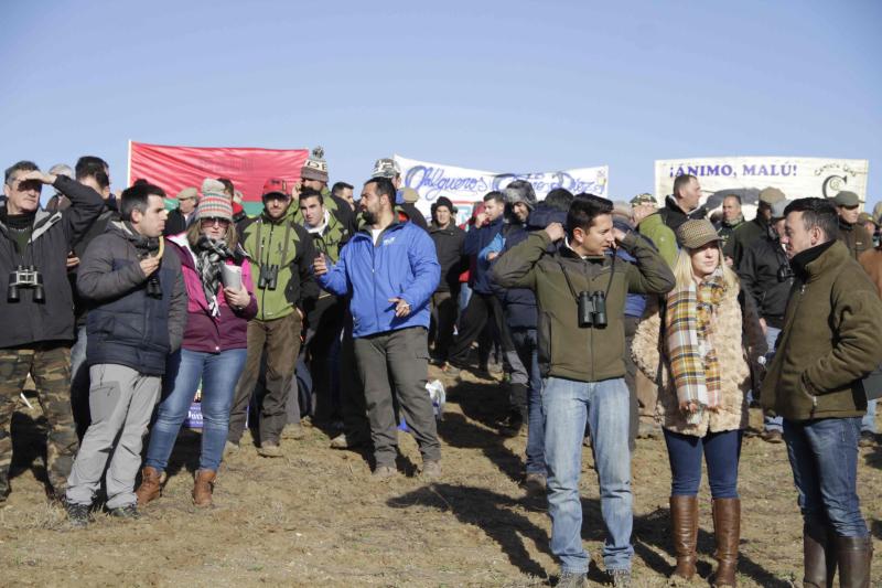 Ambiente en la carrera de galgos de este sábado en Madrigal de las Altas Torres, durante los cuartos de final del Campeonato Nacional