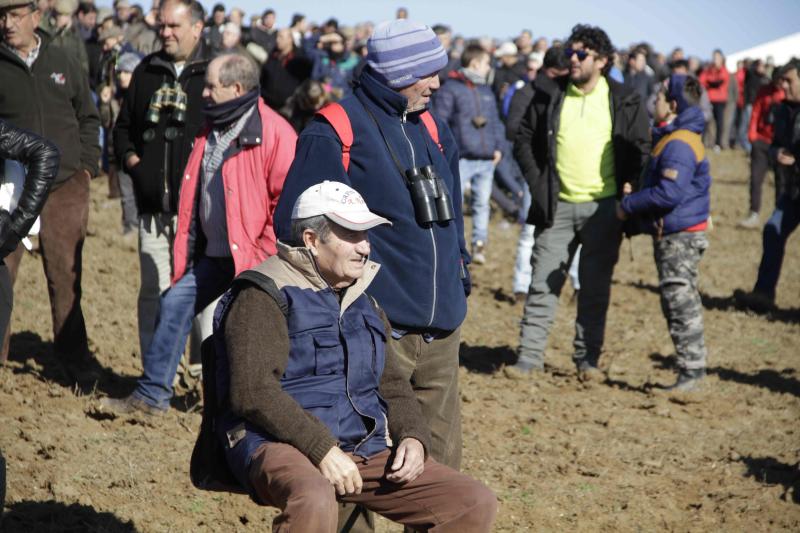 Ambiente en la carrera de galgos de este sábado en Madrigal de las Altas Torres, durante los cuartos de final del Campeonato Nacional