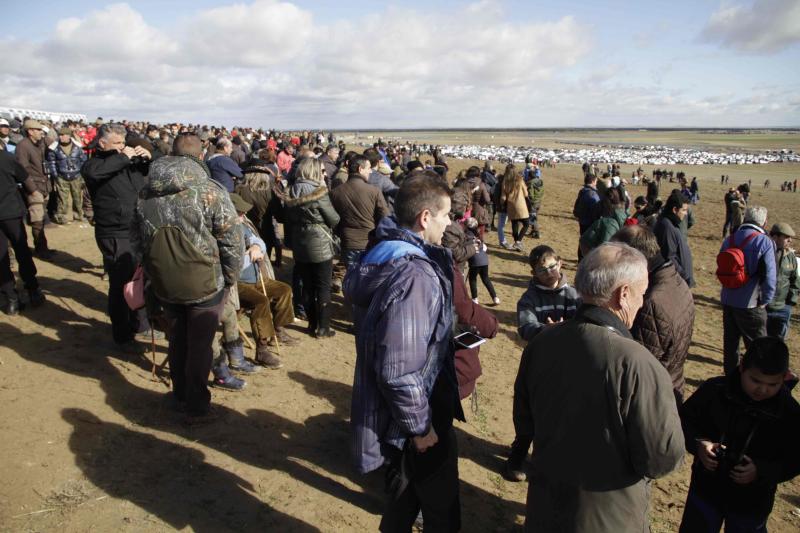 Ambiente en la carrera de galgos de este sábado en Madrigal de las Altas Torres, durante los cuartos de final del Campeonato Nacional