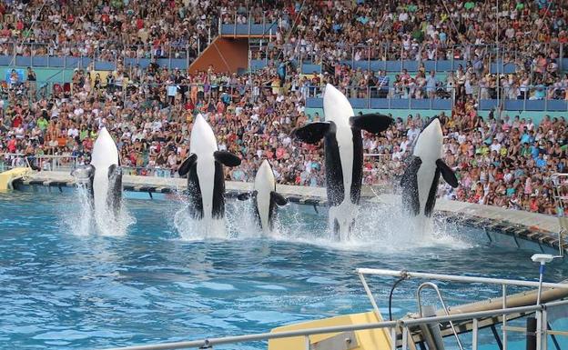 Las orcas de Marineland, en Antibes.