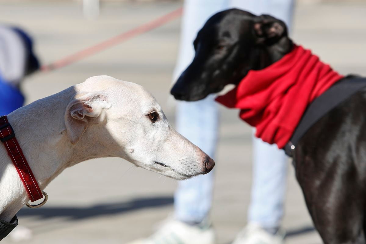 Protesta en rechazo a la cazería con perros