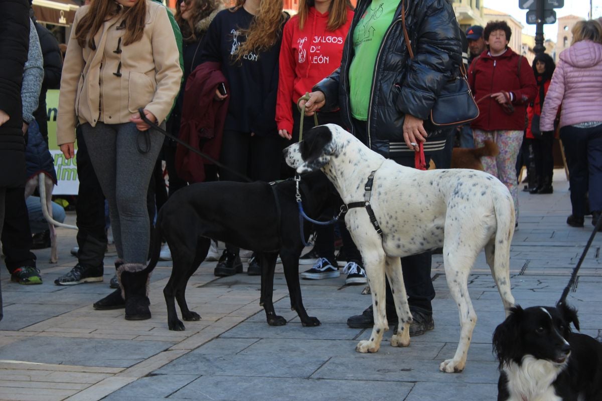 Protesta en rechazo a la cazería con perros