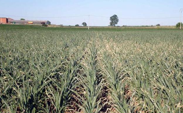 Campo de maíz en el Páramo leonés.